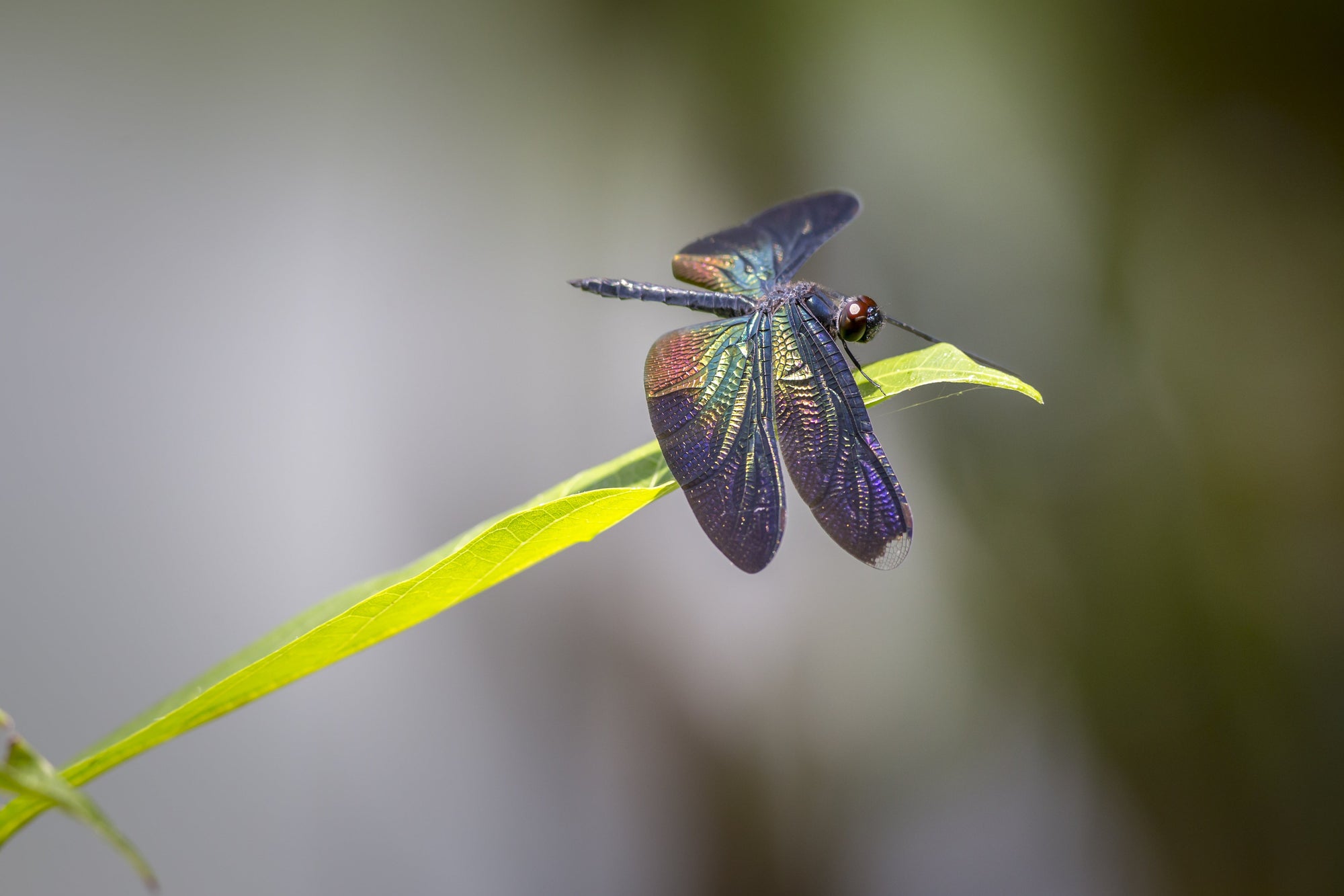 Dragonfly Colors and Meanings